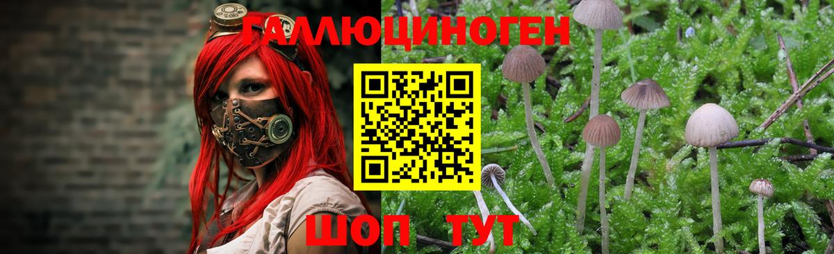 Галлюциногенные грибы Psilocybine cubensis  Вход с VPN  Кинель 